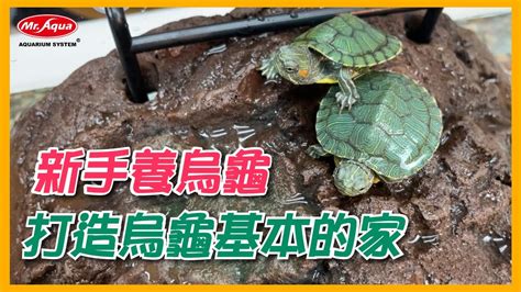 家中養烏龜好嗎|烏龜飼養：4個必備工具